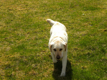 Where’s the Chuckit? (Millie)